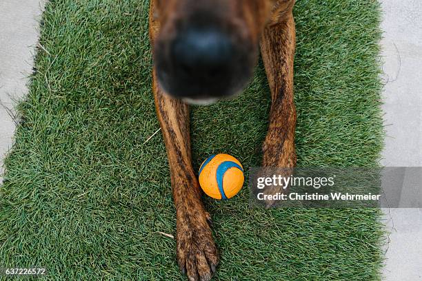 looking down at a brown dog playing with an orange ball. - christine wehrmeier stock pictures, royalty-free photos & images