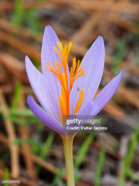 late crocus (crocus serotinus) - saffron stock pictures, royalty-free photos & images