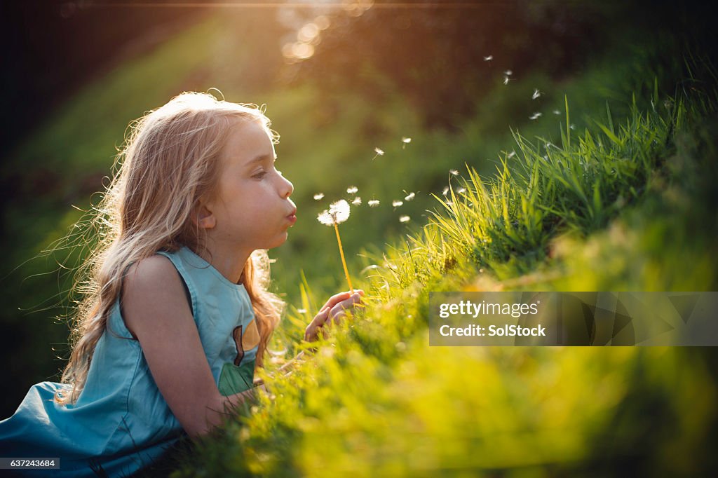 Telling the Time with Dandelions