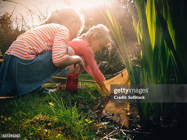 schauen sie, was ich erwischt habe! - kaulquappe stock-fotos und bilder