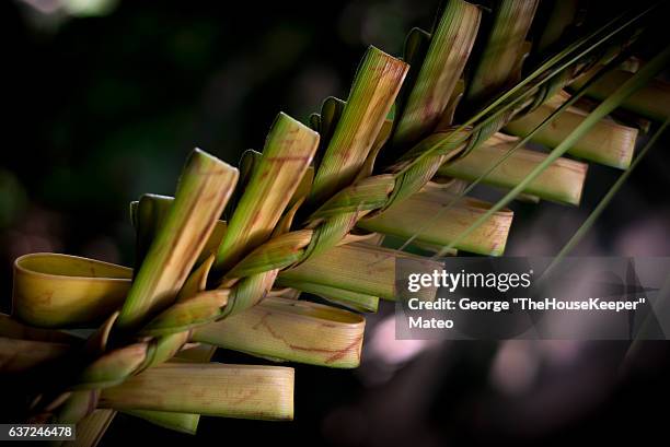 palm 2016 (3682) - palmsonntag stock-fotos und bilder