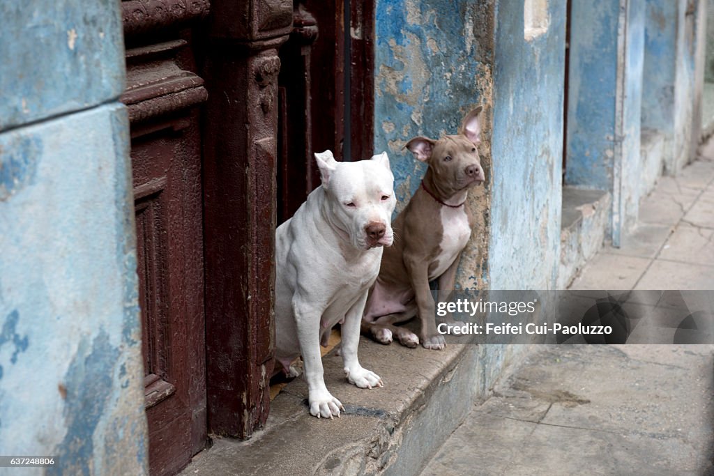 Two American Pit Bull Terriers sititing in front of a door at old town Havana of Cuba