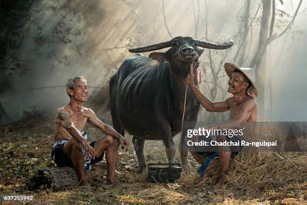 farmer and buffalo - wasserbüffel stock-fotos und bilder