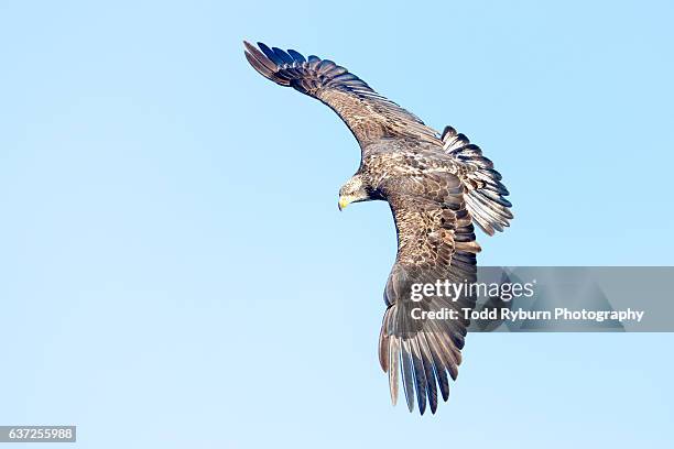 making a turn - bald eagle chick stock pictures, royalty-free photos & images