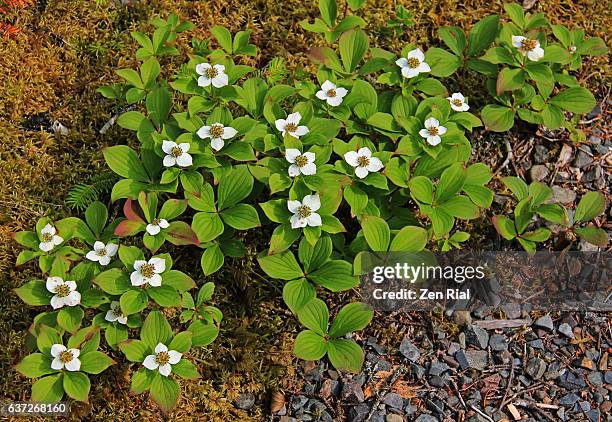 cornus canadensis, canadian dwarf cornel, canadian bunchberry, quatre-temps, crackerberry, creeping dogwood, dwarf dogwood, cornaceae - bunchberry cornus canadensis stock pictures, royalty-free photos & images