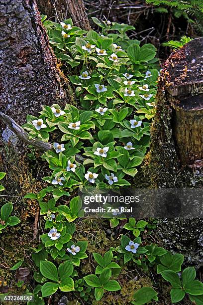 cornus canadensis, canadian dwarf cornel, canadian bunchberry, quatre-temps, crackerberry, creeping dogwood, dwarf dogwood, cornaceae - bunchberry cornus canadensis stock pictures, royalty-free photos & images