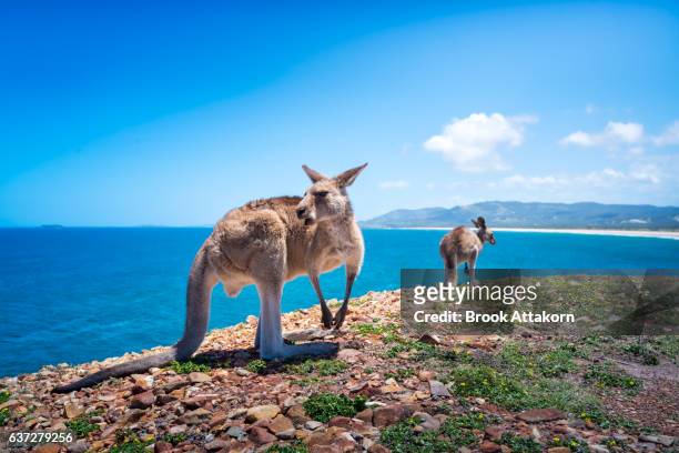 kangaroos at look at me now headland. - coffs harbour stock-fotos und bilder