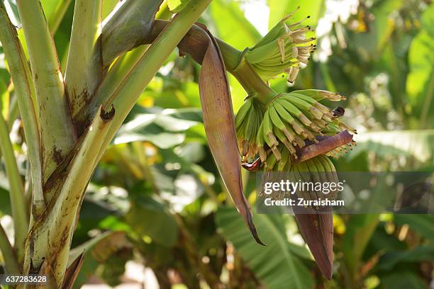 banana flower - padrão de folhas de banana imagens e fotografias de stock