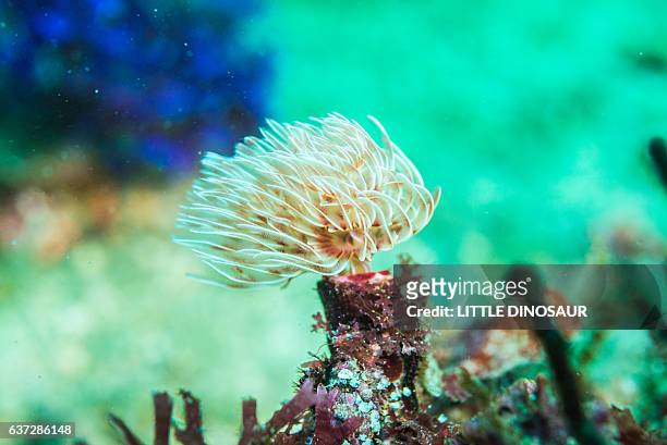 feather duster worm - feather duster worm stock pictures, royalty-free photos & images