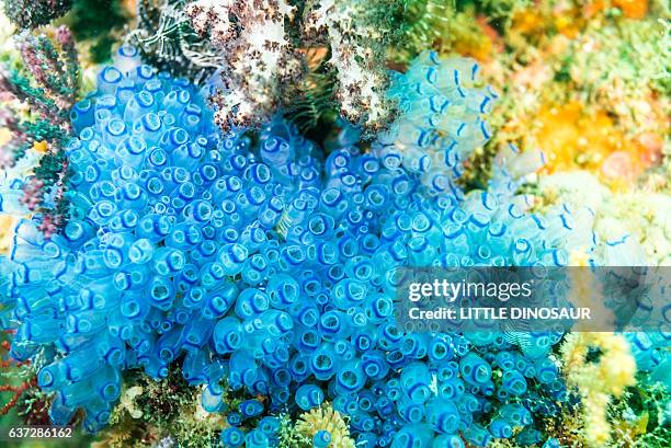 mass of painted tunicate on the rock wall - sea squirt stock pictures, royalty-free photos & images