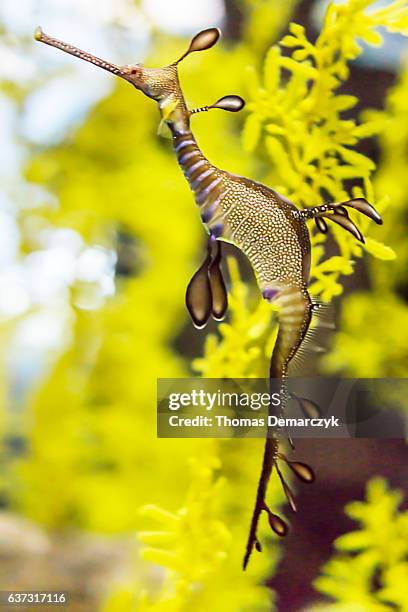 seahorse - yellow seahorse stock pictures, royalty-free photos & images