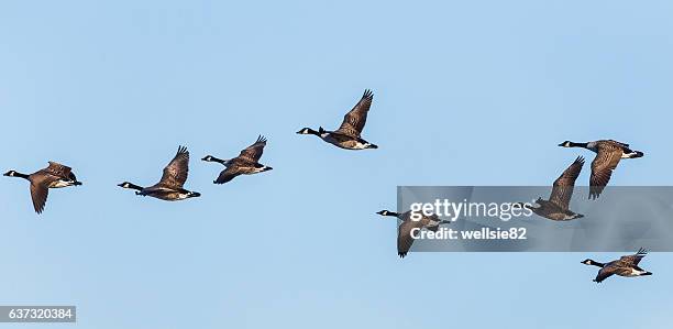 canadian geese - kanadagans stock-fotos und bilder