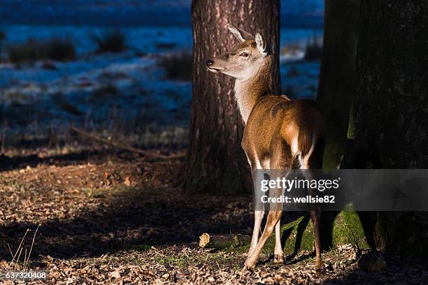 red deer in the sunshine - national forest stock pictures, royalty-free photos & images