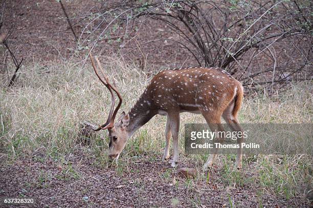 deer in ranthambore national park - sawai madhopur stock pictures, royalty-free photos & images