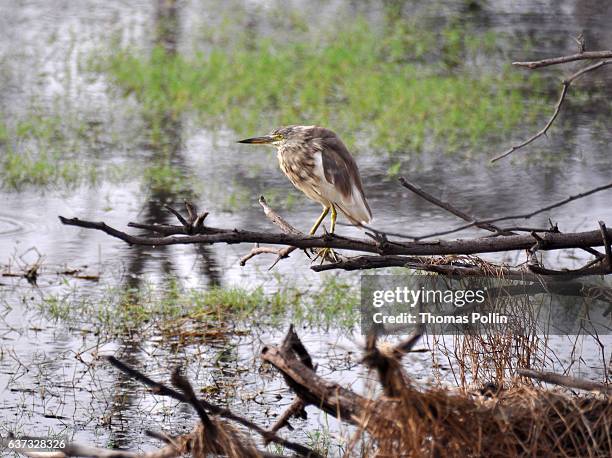 heron in ranthambore national park - sawai madhopur stock pictures, royalty-free photos & images