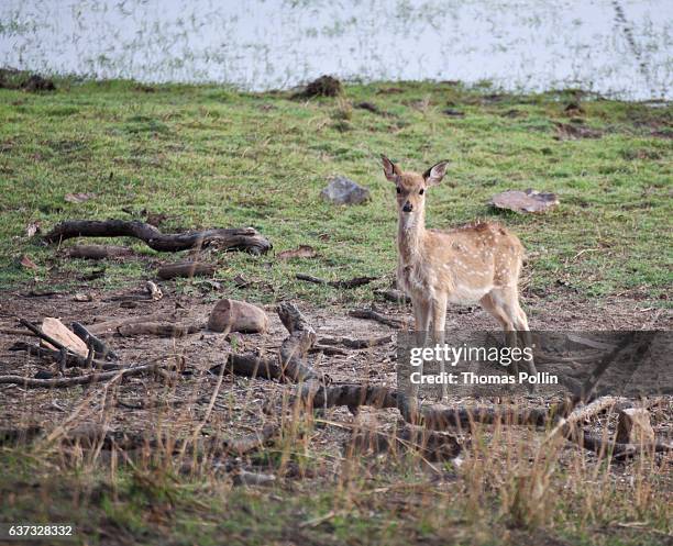 fawn in ranthambore national park - sawai madhopur stock pictures, royalty-free photos & images