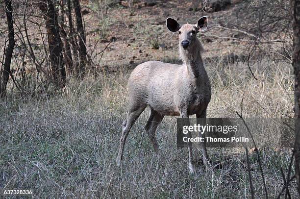 antelope in ranthambore national park - sawai madhopur stock pictures, royalty-free photos & images