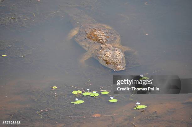 crocodile and waterlilies in ranthambore national park - ranthambore national park stock-fotos und bilder