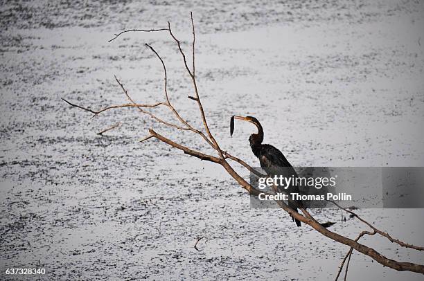 heron eating a fish in ranthambore national park - sawai madhopur stock pictures, royalty-free photos & images