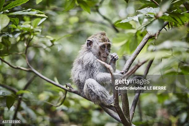 monkey in monkey forest, ubud - ubud monkey forest stock pictures, royalty-free photos & images