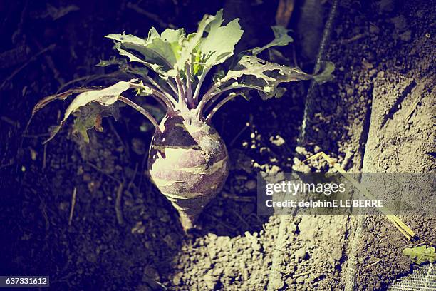 leek field - turnip stock pictures, royalty-free photos & images