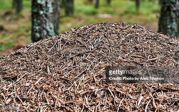 ant hill - colony of ants stock pictures, royalty-free photos & images