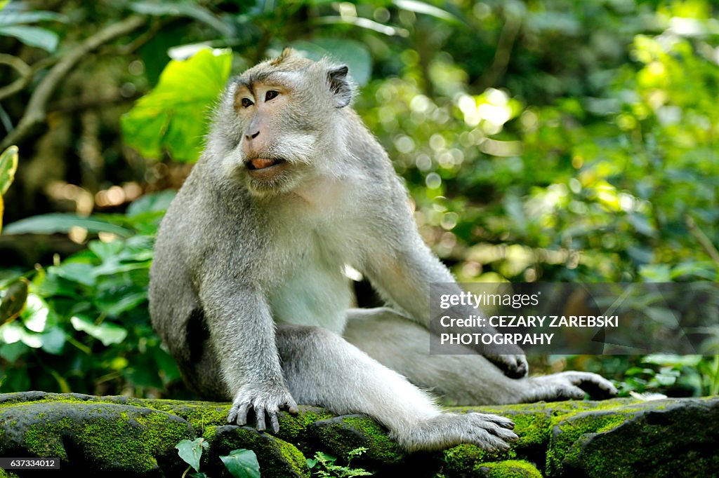 Indonesia, Bali, Ubud, monkey at Sacred Monkey Forest