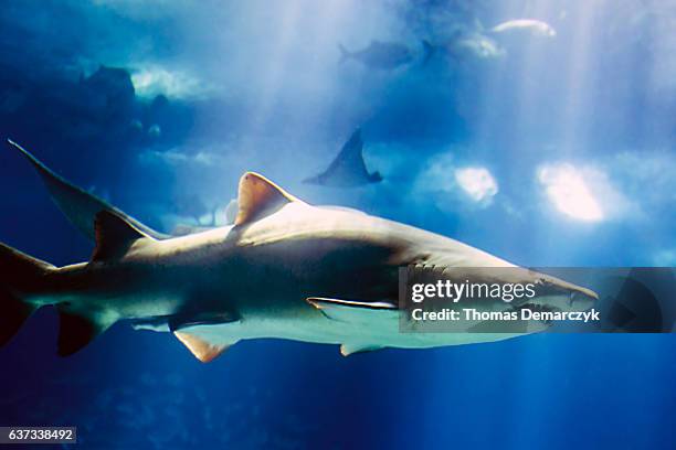 shark - blauer hintergrund stock pictures, royalty-free photos & images