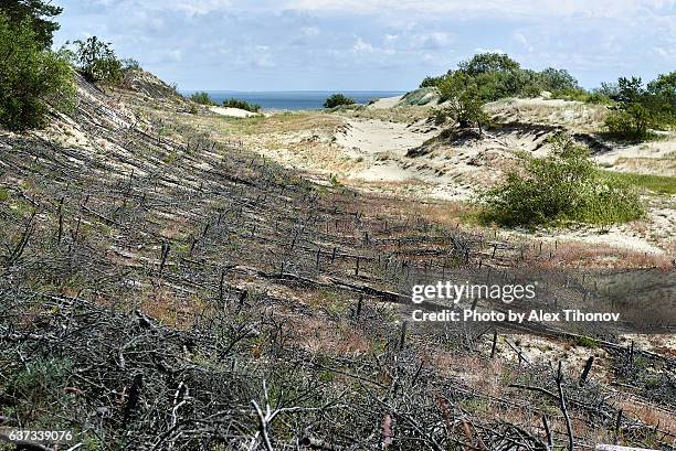 Sceronian Rocks 151 Curonian Spit National Park Stock Photos, High-Res Pictures, and ...
