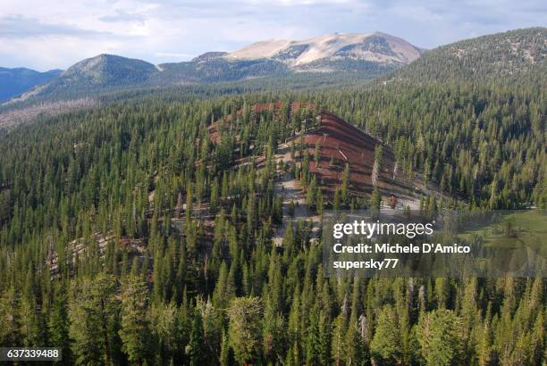 the red cones - pinus jeffreyi stock pictures, royalty-free photos & images