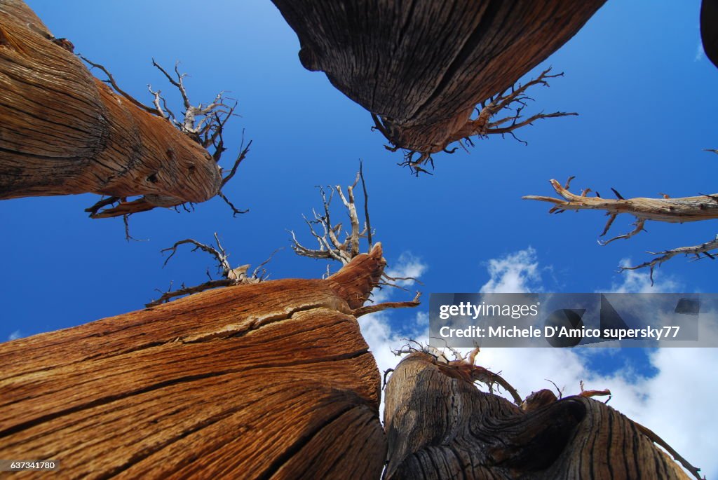 Dead trees in the sky