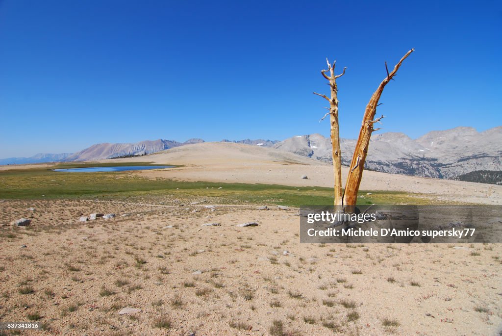 Barren high altitude landscape with tree stump