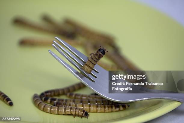 worms on fork. ready to eat - tenebrionid beetle stock pictures, royalty-free photos & images