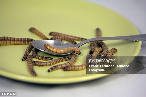 worms on plate. ready to eat - mealworm stockfoto's en -beelden