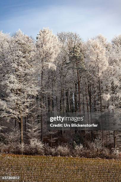 winter trees #1 - blickenstorfer foto e immagini stock