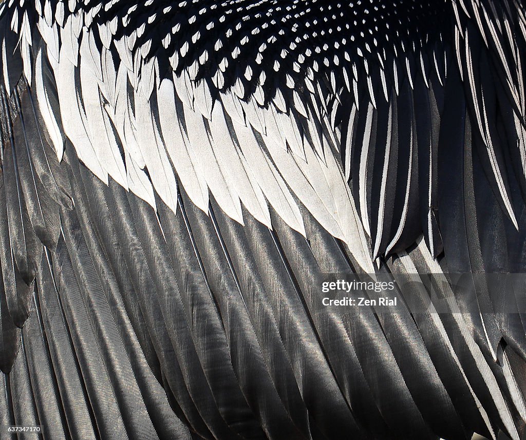 Close-up of wing feathers of Anhinga, Snakebird, Darter, American darter, or Water turkey