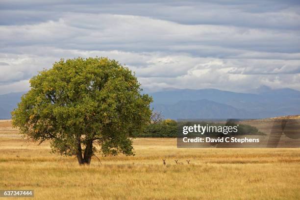 three mule deer bucks stand in golden prairie grass in front of the rocky mountains - commerce city colorado stock pictures, royalty-free photos & images