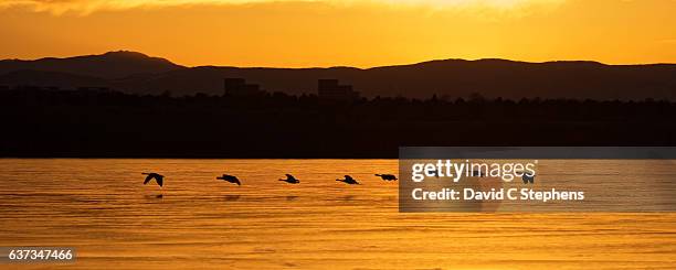 canada geese fly low over frozen lake at sunset - aurora colorado imagens e fotografias de stock