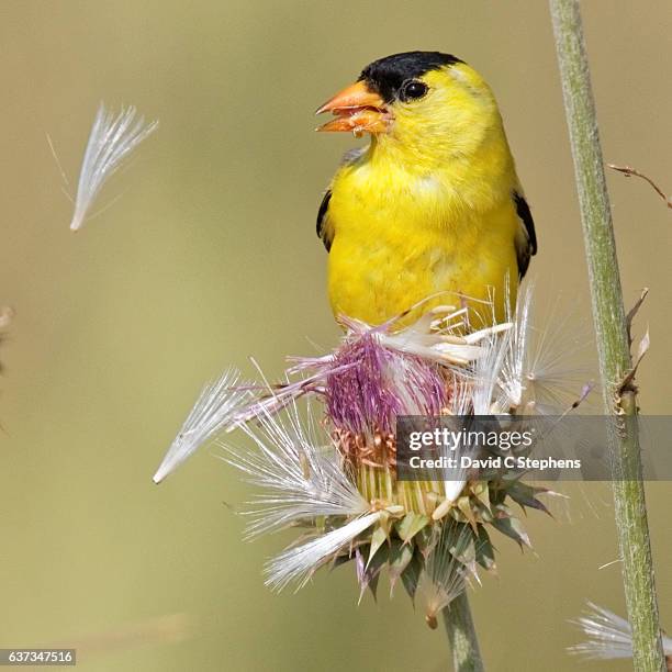 goldfinch tears apart thistle - yellow finch stock pictures, royalty-free photos & images