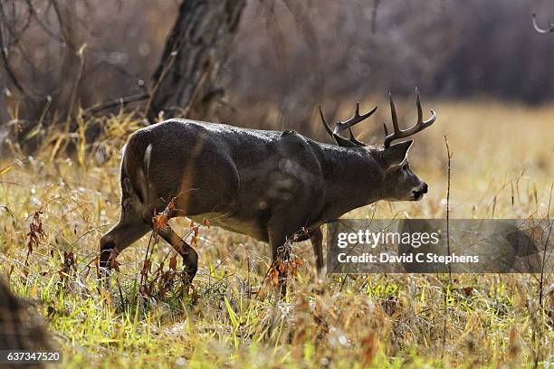 big white-tail buck chases doe in classic posture - white tail buck stock-fotos und bilder