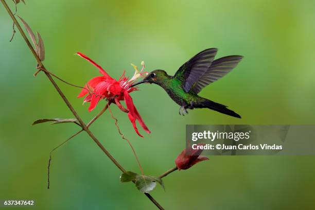 green-crowned brilliant (heliodoxa jacula) feeding - heliodoxa jacula imagens e fotografias de stock