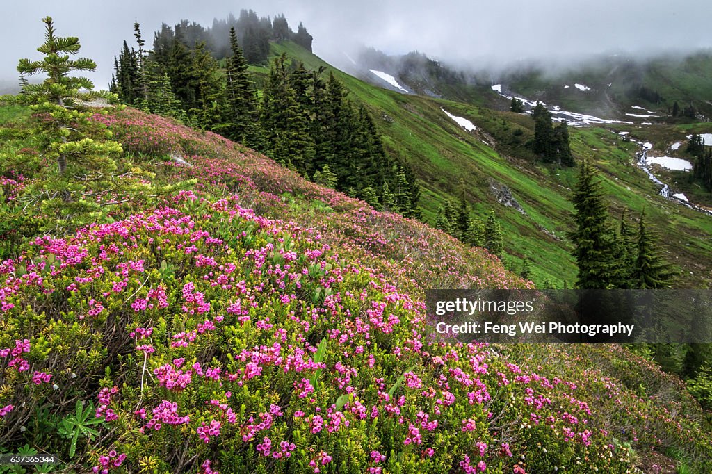 Summer Flowers Blooming On Mount Rainier, Mount Rainier National Park, Washington, USA