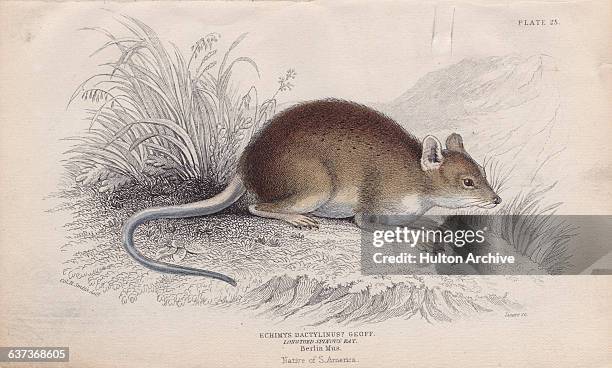 Bambo Rats 111 Bamboo Rats Stock Photos, High-Res Pictures, and Images - Getty Images