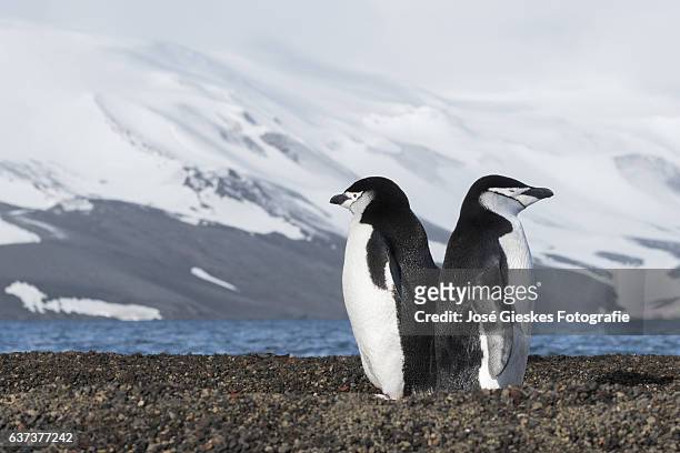 two chinstrap penguins standing with their backs to eachother - chinstrap penguin stockfoto's en -beelden