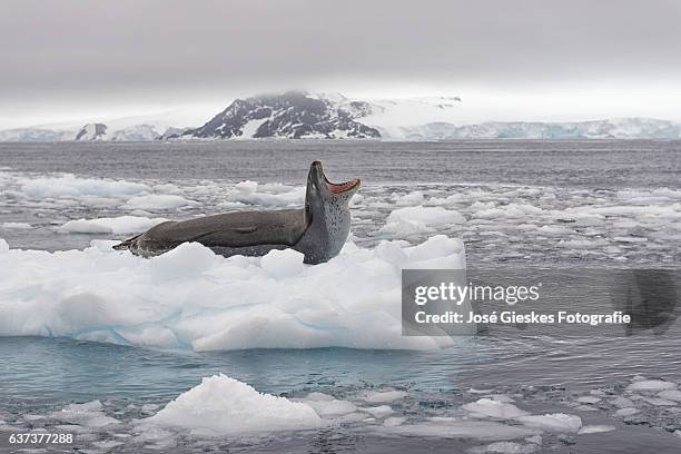 yawning leopard seal on a piece of ice in antarctica - ヒョウアザラシ ストックフォトと画像
