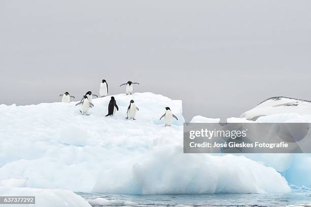 larger group adelie penguins on top of a block of blue ice in antarctica - adelie penguin stock pictures, royalty-free photos & images