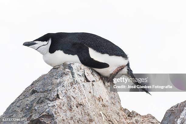 balancing act of a chinstrap penguin lying on his belly on the top of a rock in what seems to be a very uncomfortable position - pinguim da antártica - fotografias e filmes do acervo