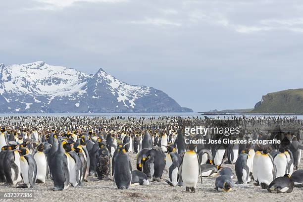 a landscape view of the huge number of king penguins on salisbury plain - south georgia - antarctica - colony stock pictures, royalty-free photos & images