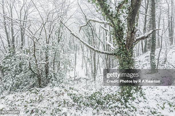 snow falling in an english woodland - ivy stock pictures, royalty-free photos & images