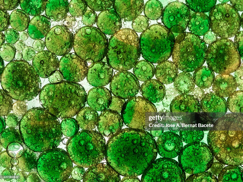 Full frame of the textures formed by the bubbles and drops of oil in the shape of circle floating on a white background